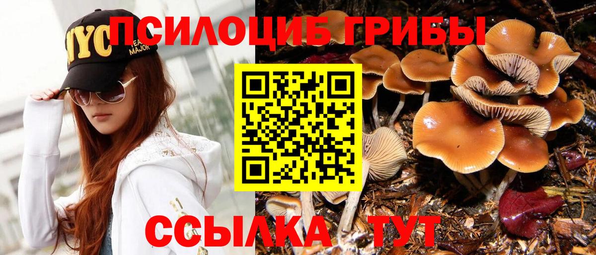 Апшеронск  Псилоцибиновые грибы Psilocybine cubensis  Вход с VPN 